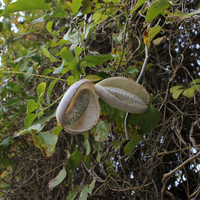 アケビ - 薬用草木データベス - 武庫川女子大学 薬用植物園