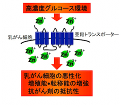 薬学からのメッセージ｜武庫川女子大学 薬学部
