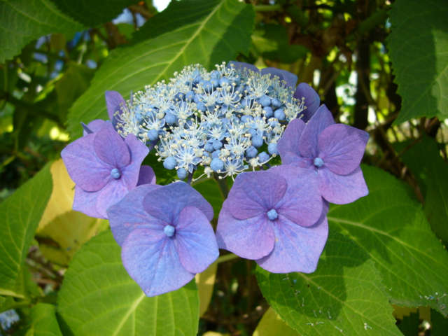 アジサイ - 薬用草木データベス - 武庫川女子大学 薬用植物園