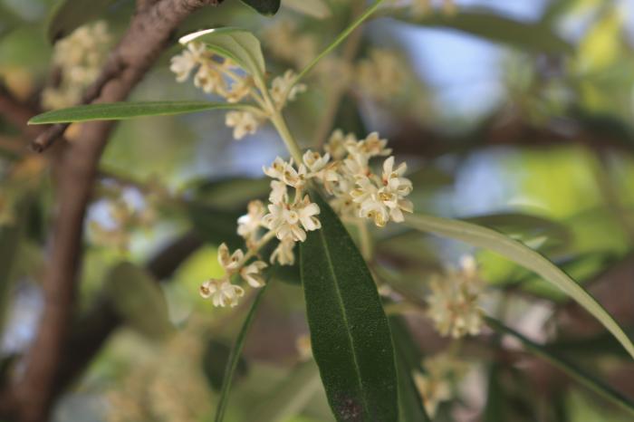 olive_20260519.JPG