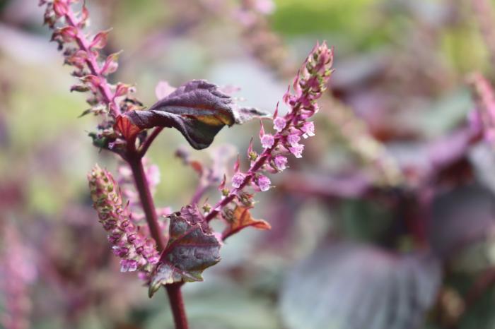 shiso_20260925.JPG